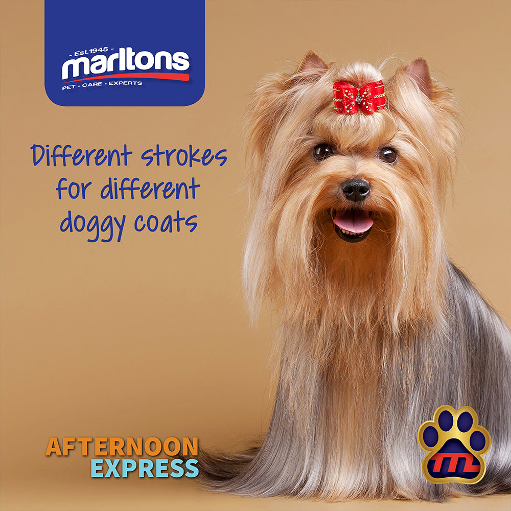 The Importance of Pet Grooming