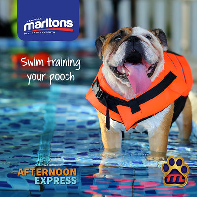 How to teach your dog to swim