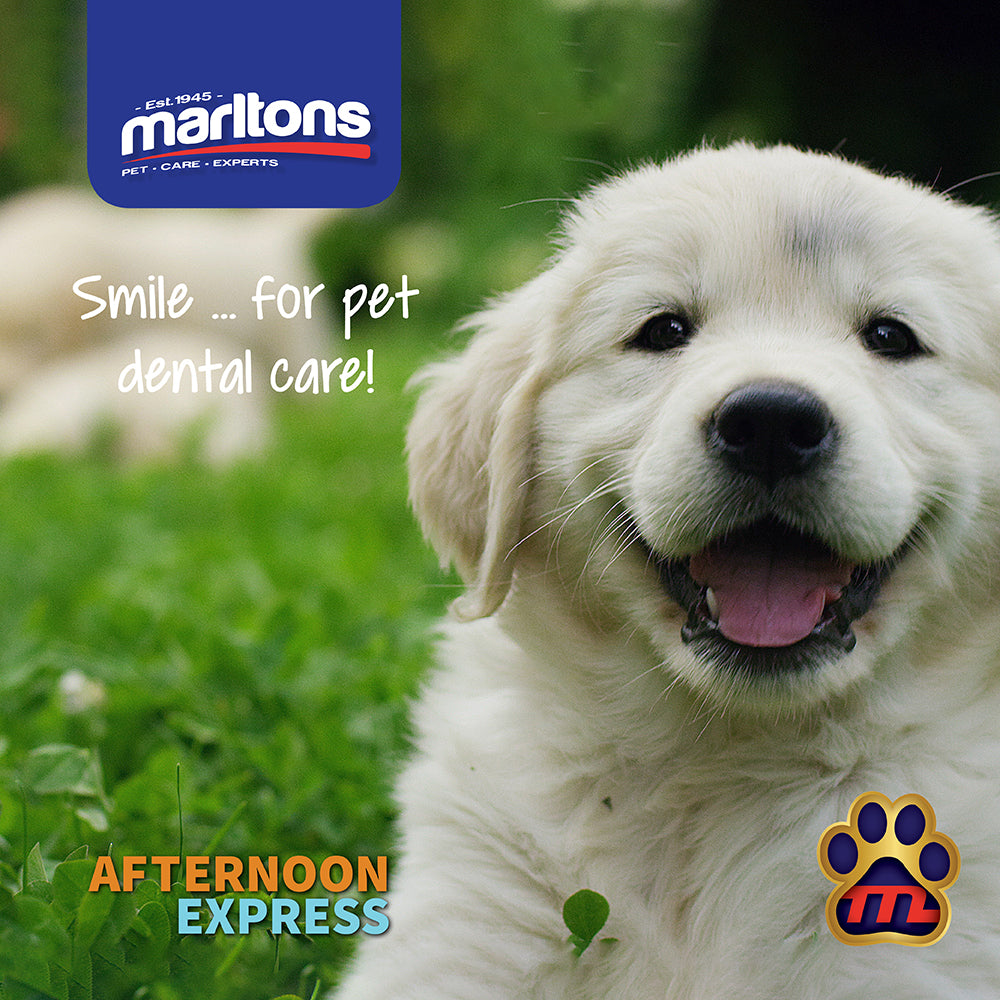 The importance of dental care for our dogs