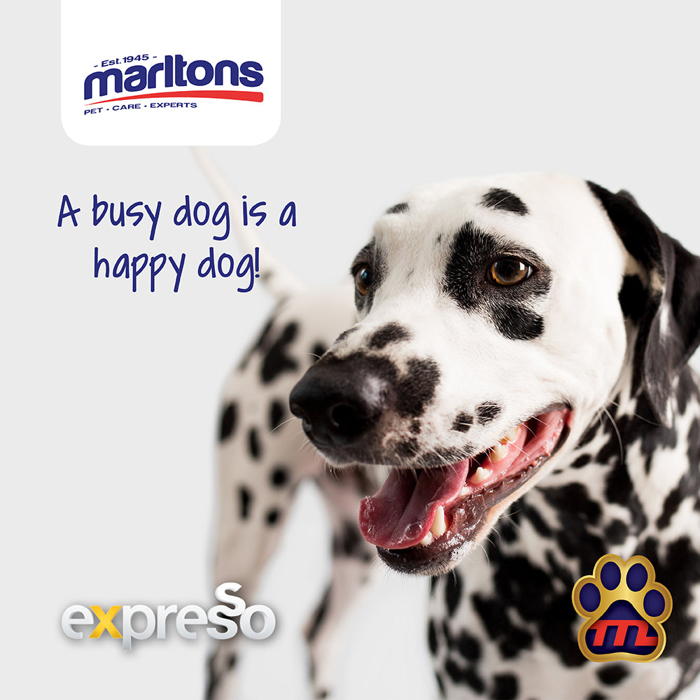 How to let your Dog have fun when you not around