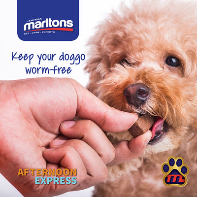 The Importance of Deworming our furry canine friends