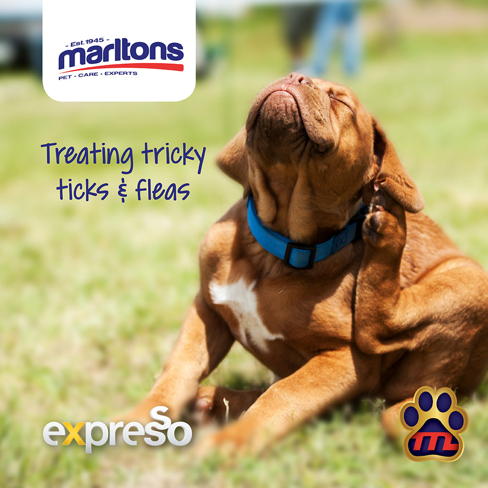 How do our pets get Ticks and Fleas?