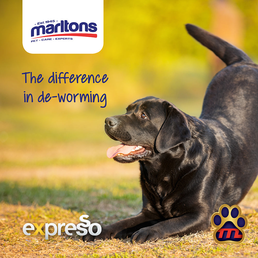 Deworming your Cats & Dogs