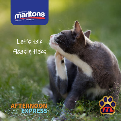 What is the difference between Ticks and Fleas?