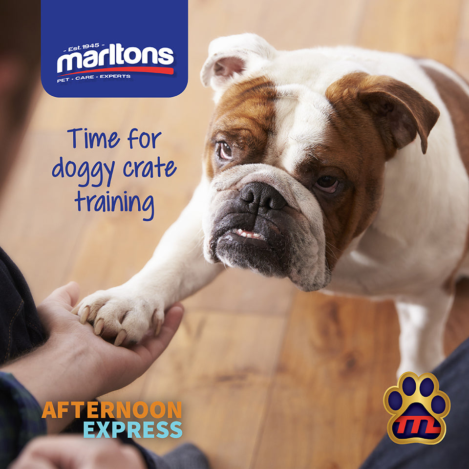 How to Crate Train your dog using treats