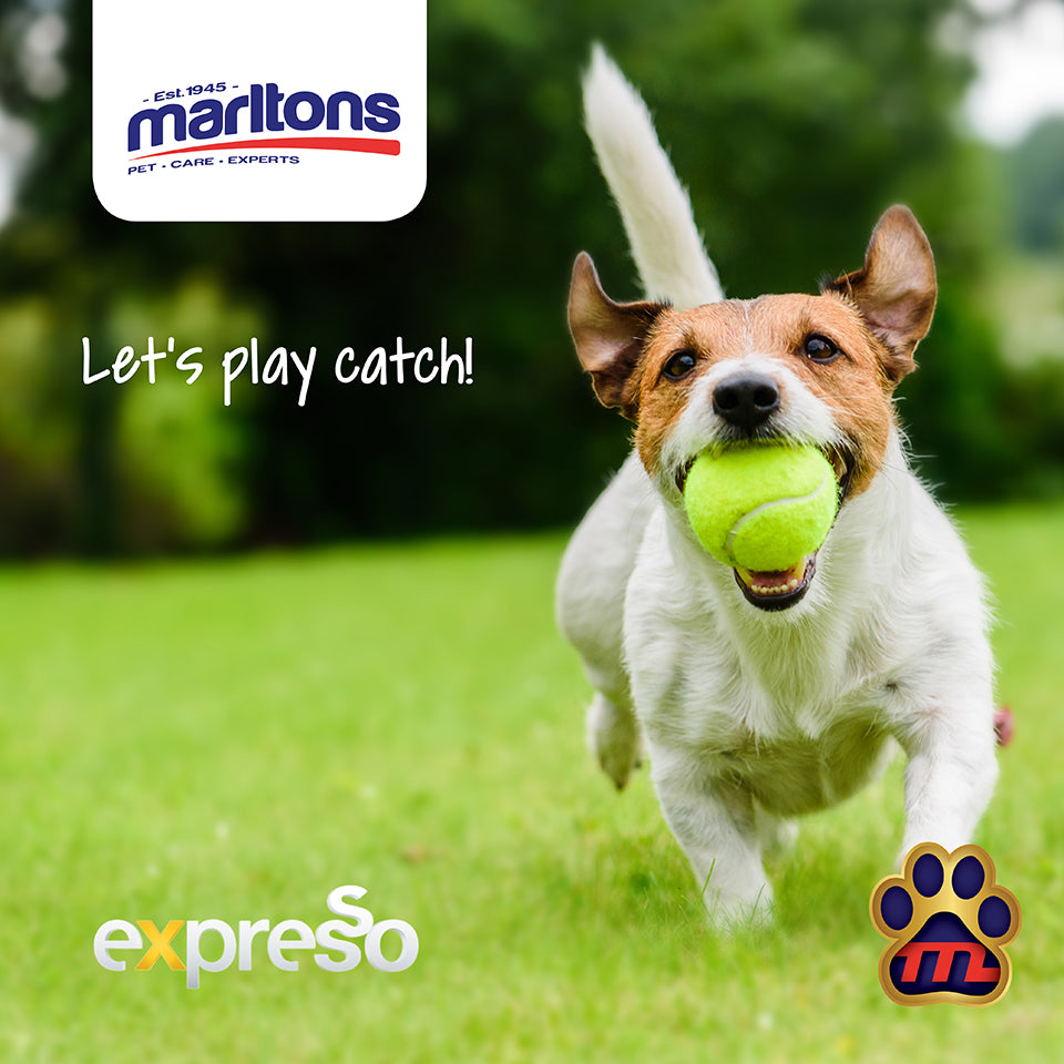 How to Teach your Dog to play Fetch