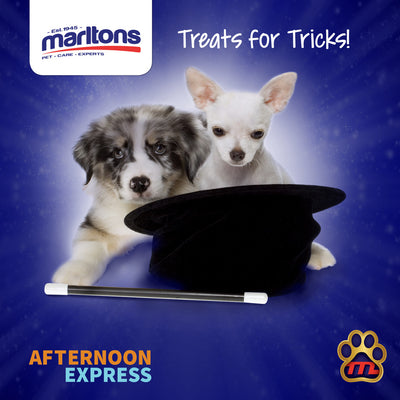 How and when to give your dog treats