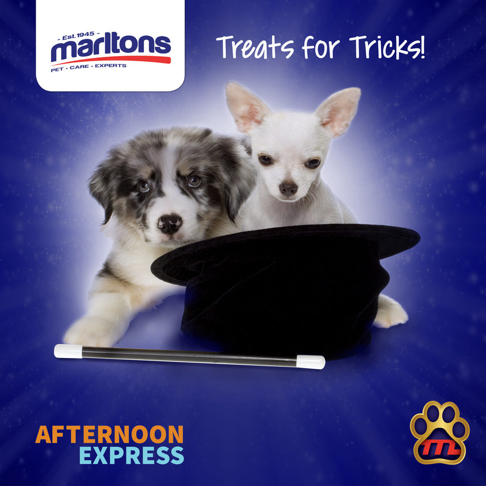 How and when to give your dog treats