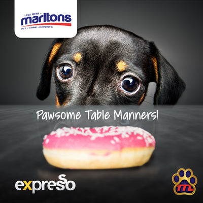 How to Teach your Dog Table Manners