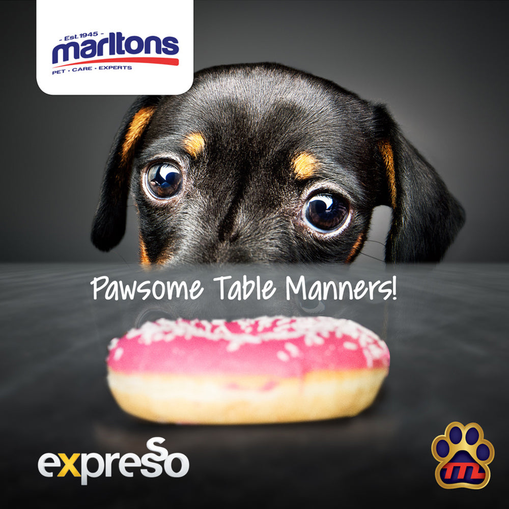 How to Teach your Dog Table Manners