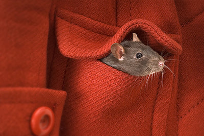 Pocket-sized pets