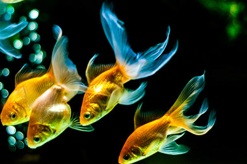 Freshwater finned friends