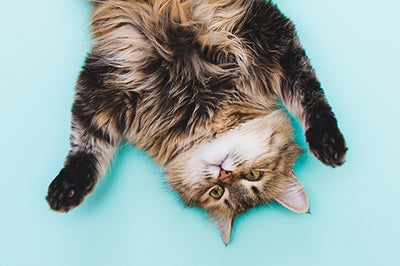 The Family Furball