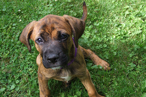 Faithful Four-legged Friends