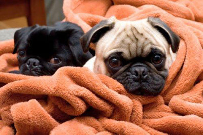 How to find the perfect dog breed for you