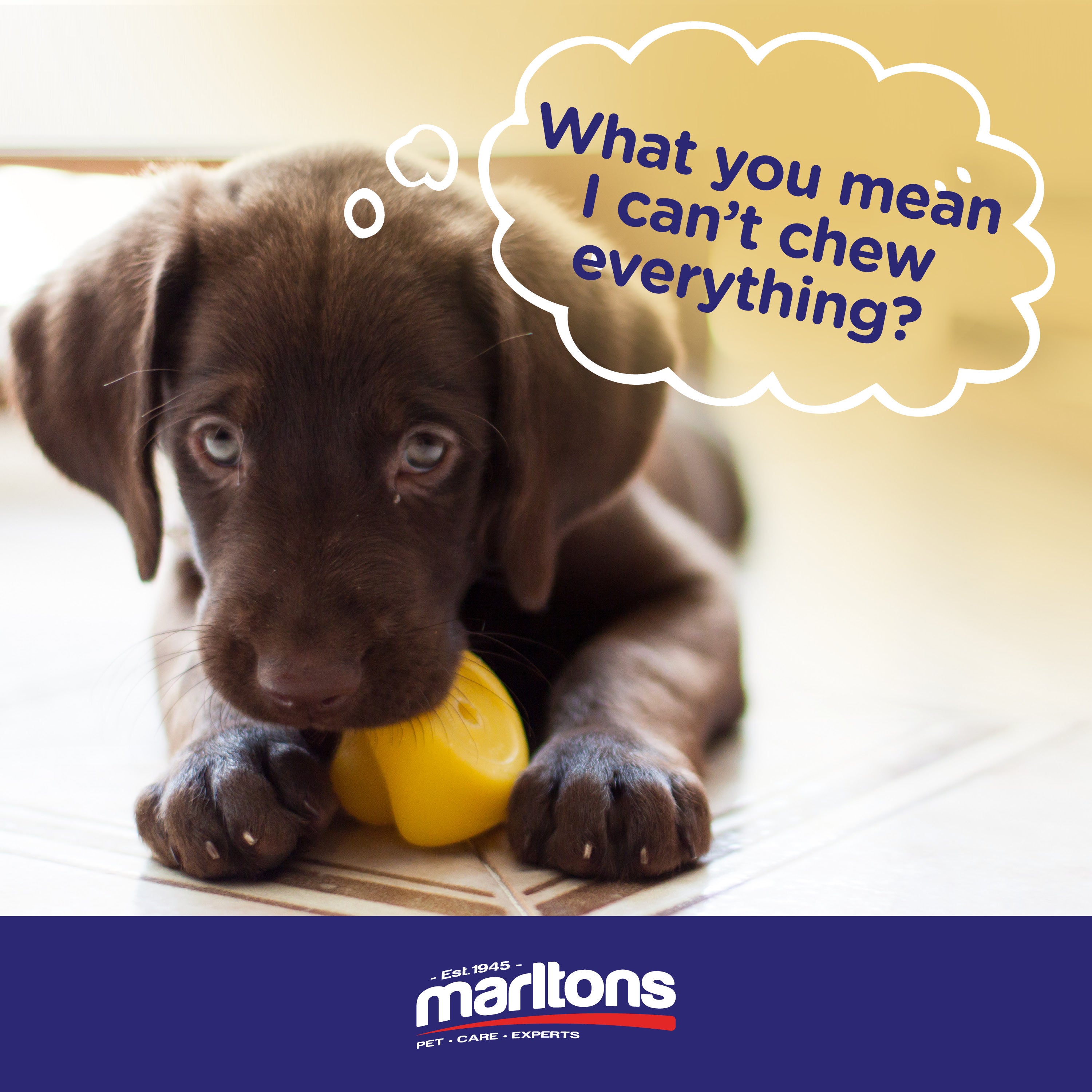 5 Tips to Survive Puppy Teething