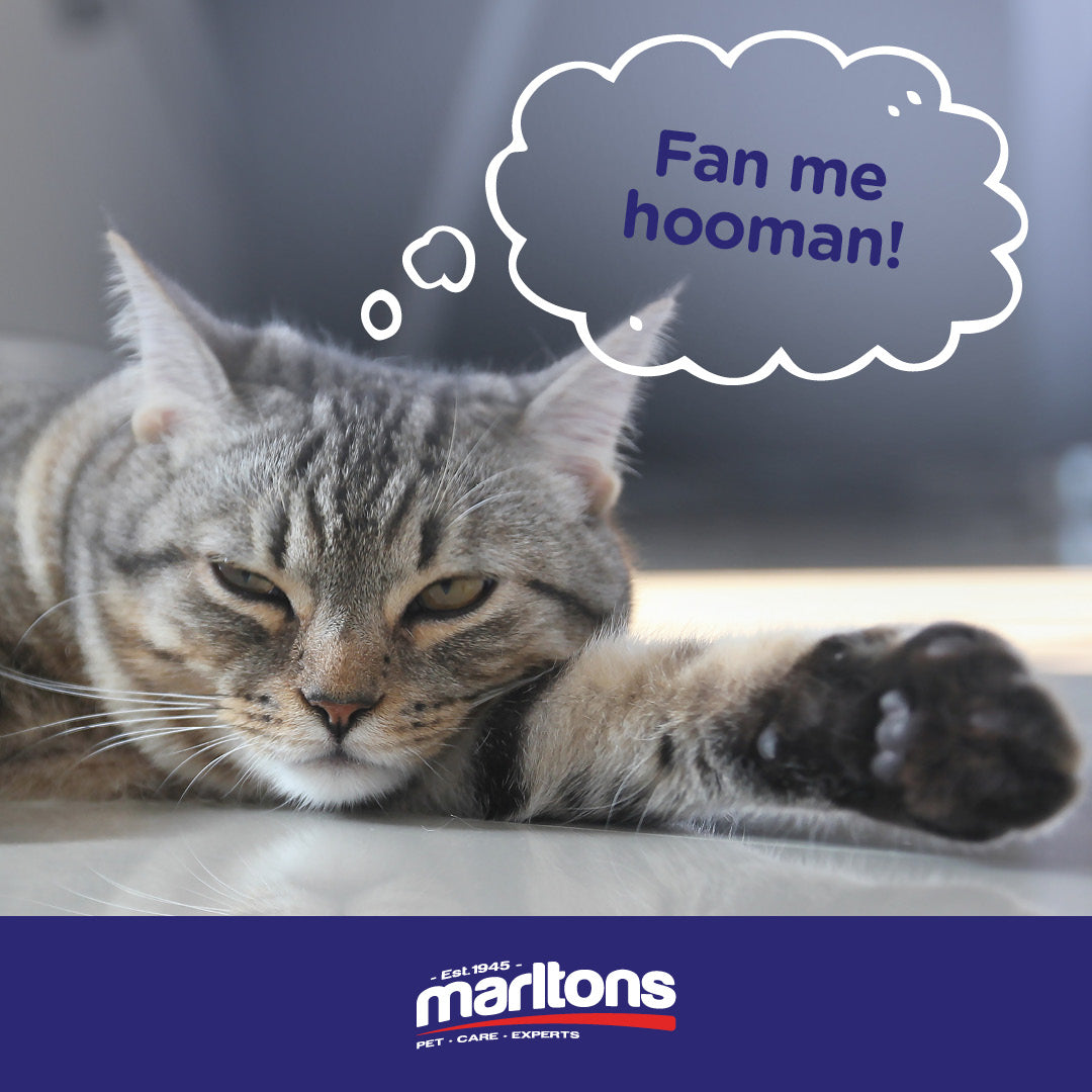 How to Keep Pets Cool in Hot Weather