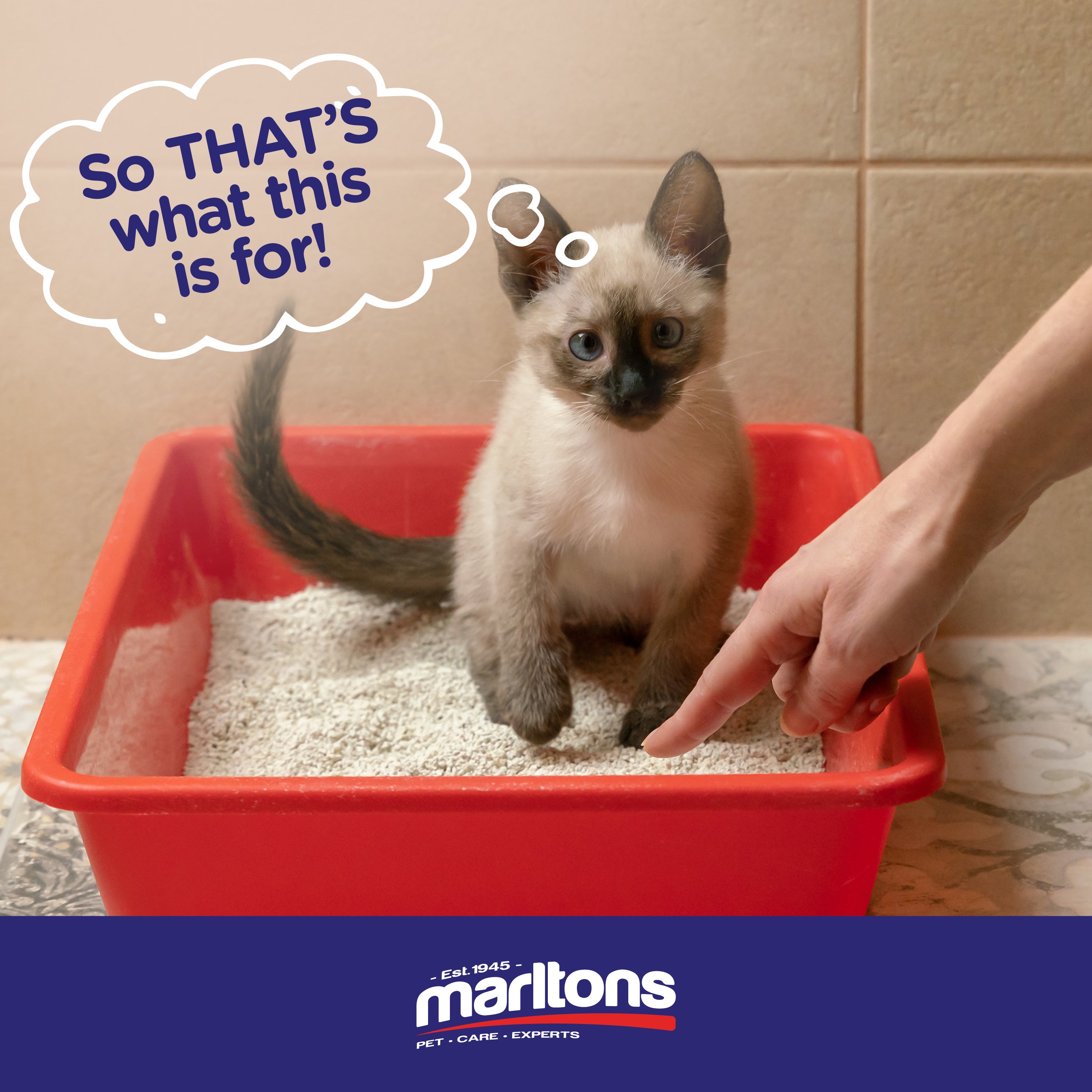 How To Potty Train Your New Kitty