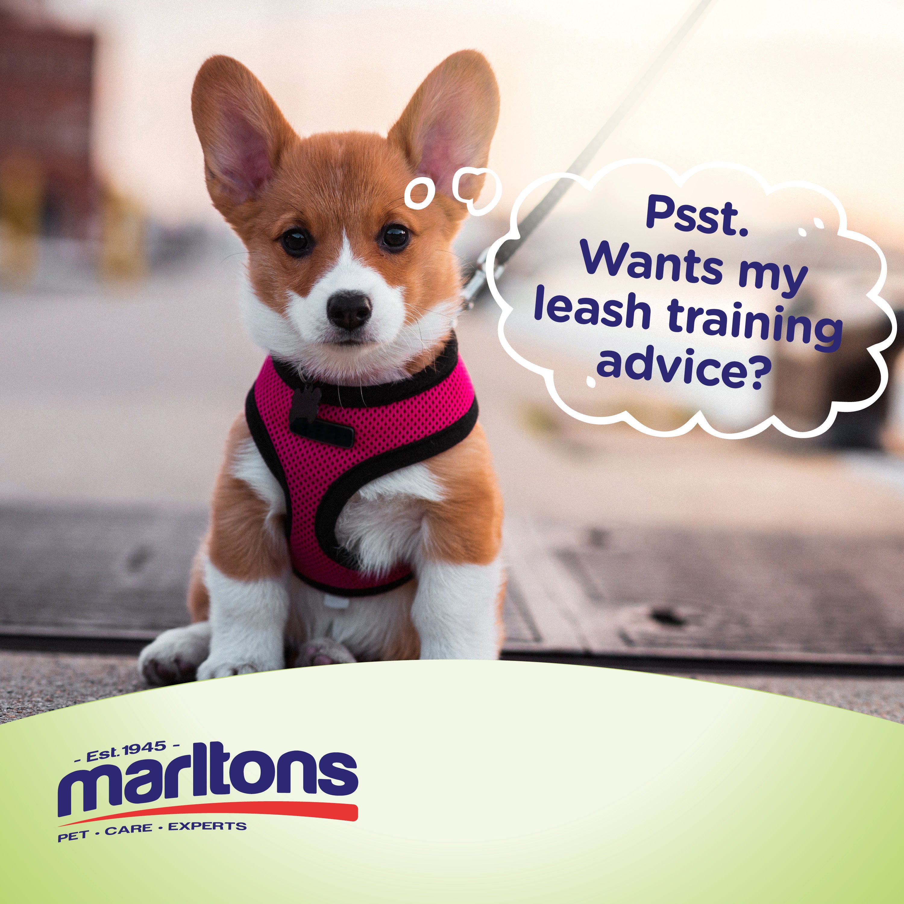 PUPPY LEASH TRAINING TIPS