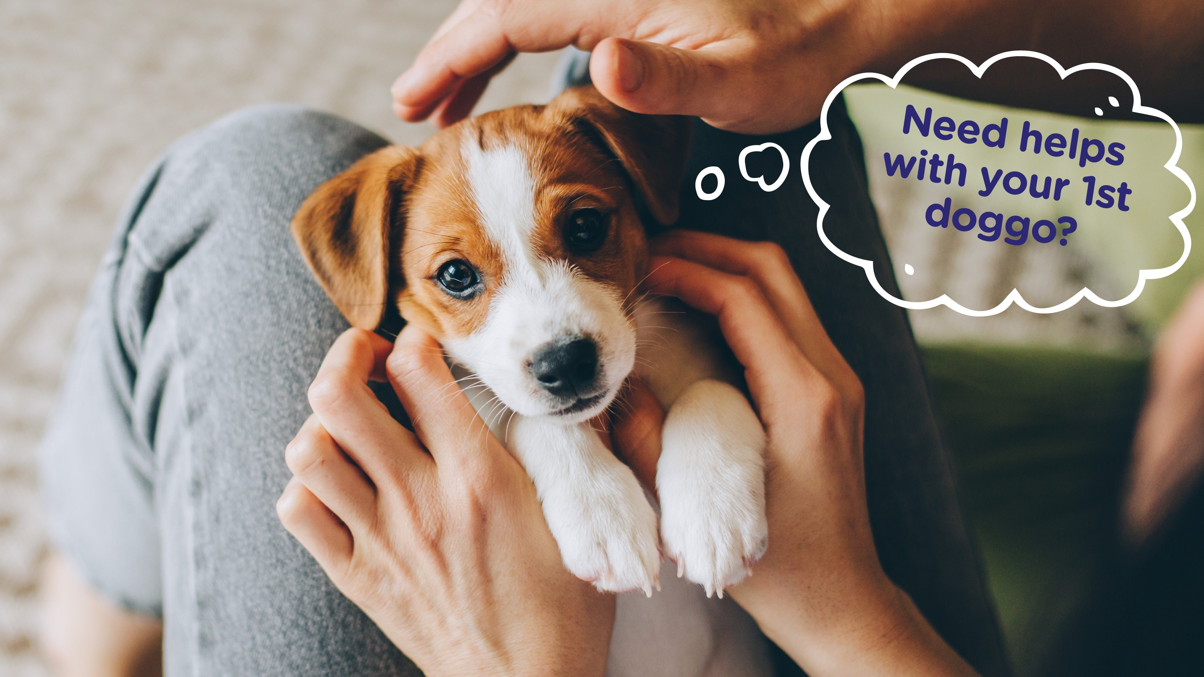 OUR TOP 8 TIPS FOR FIRST-TIME DOG PARENTS