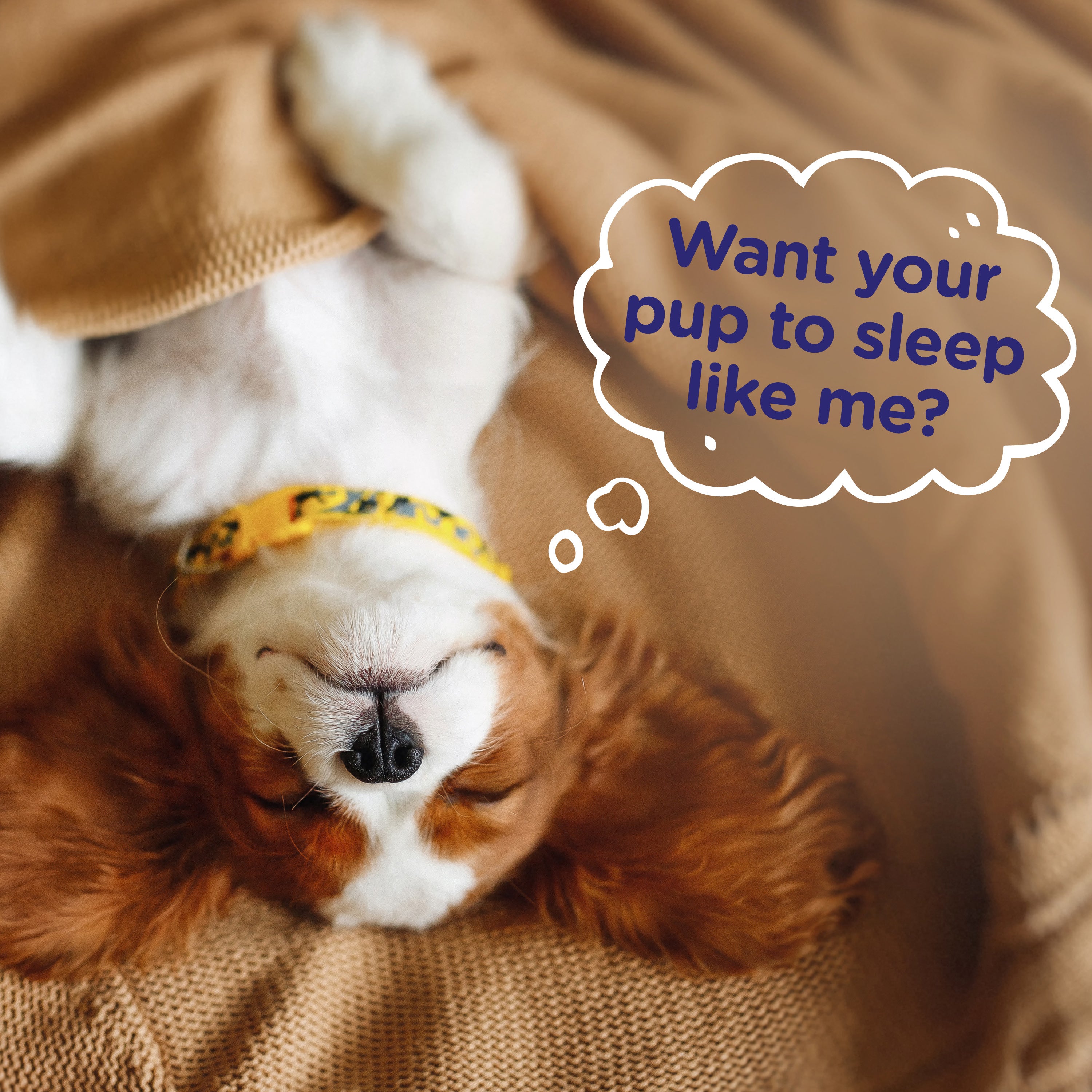 HOW TO GET YOUR PUP TO SLEEP