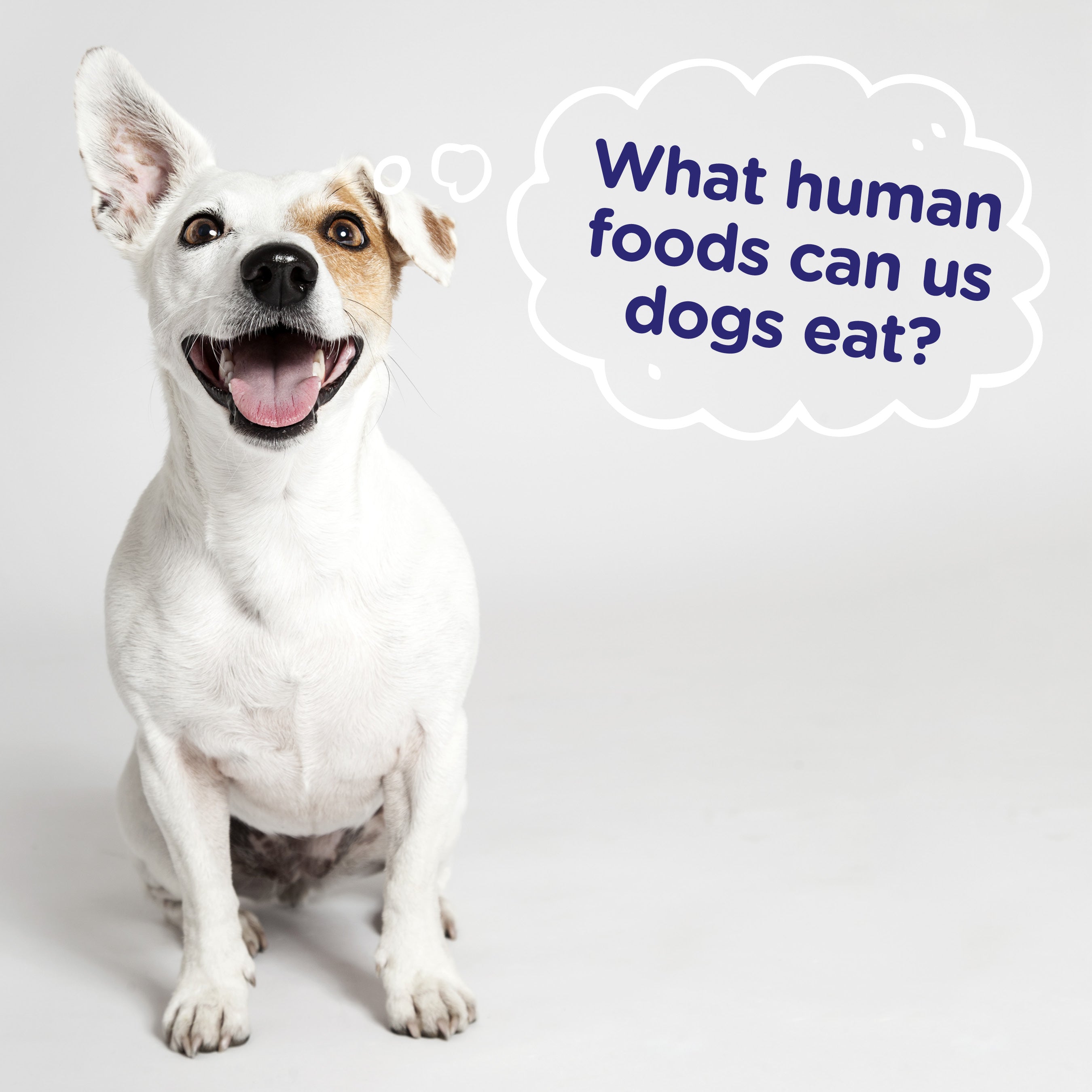 Can My Dog Eat That?