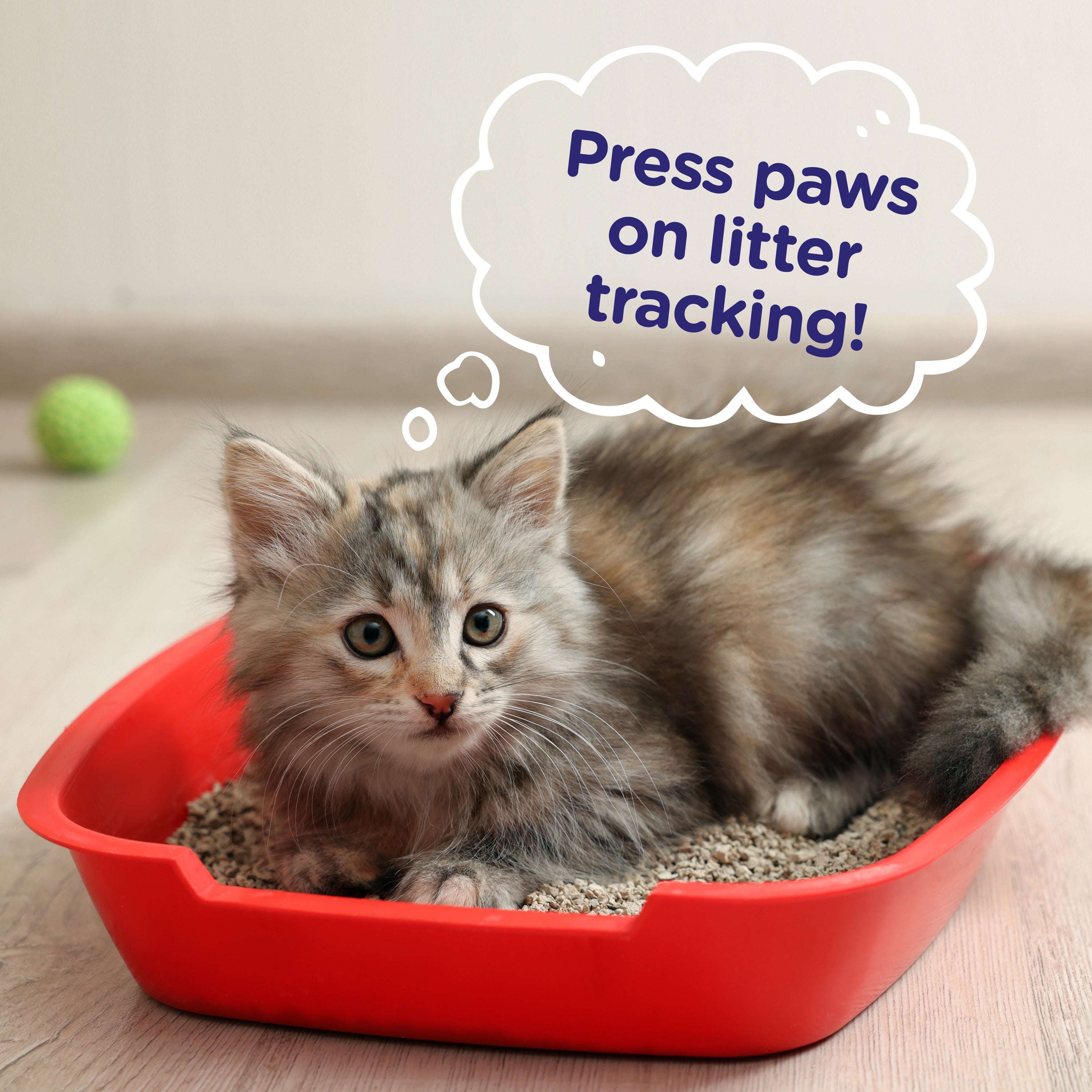 How to Stop Litter Tracking