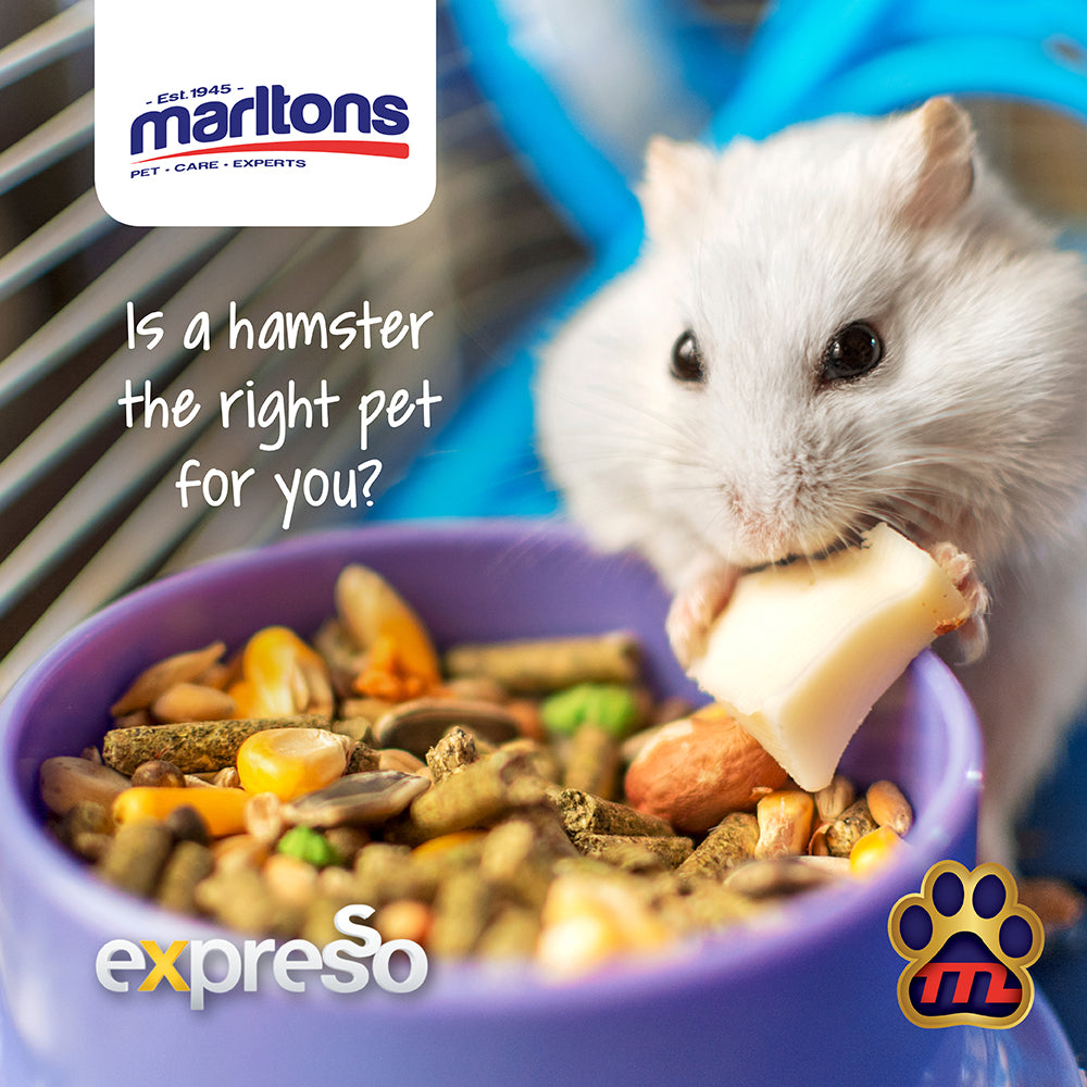 How to Choose the Right Pet for you – Hamsters