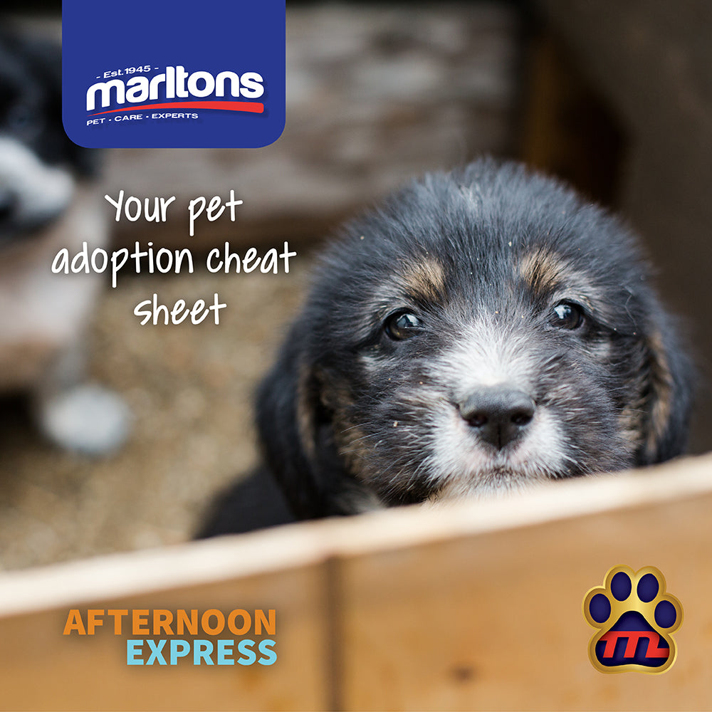 Marltons visits the Woof Project