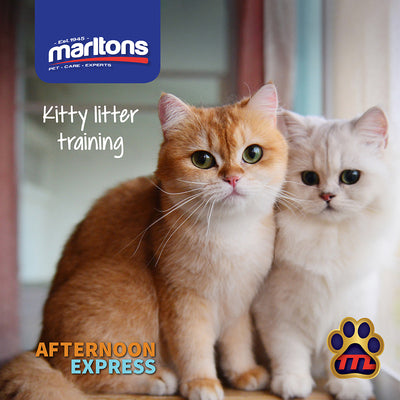 How to make litter training a breeze