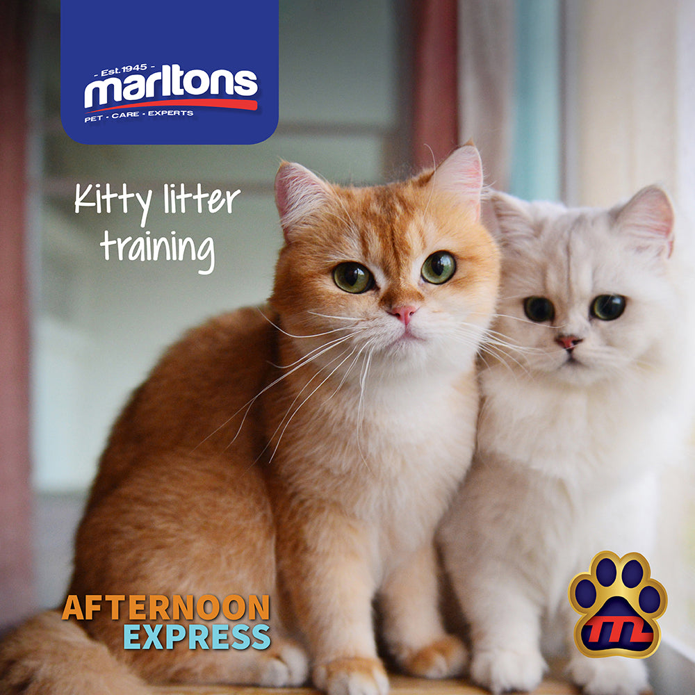 How to make litter training a breeze