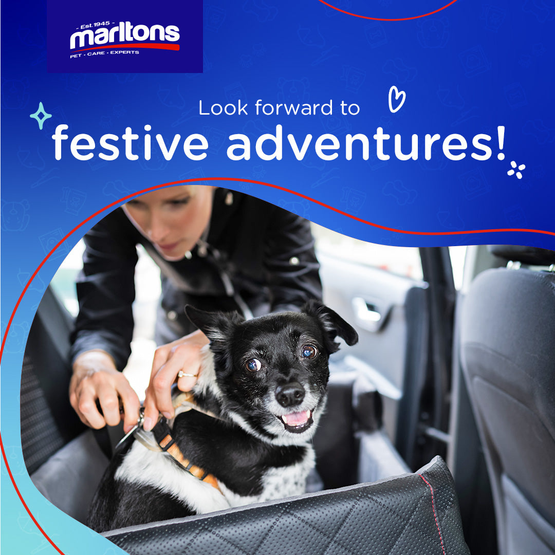 Hit the Road: Tips for a Safe and Enjoyable Road Trip with Pets