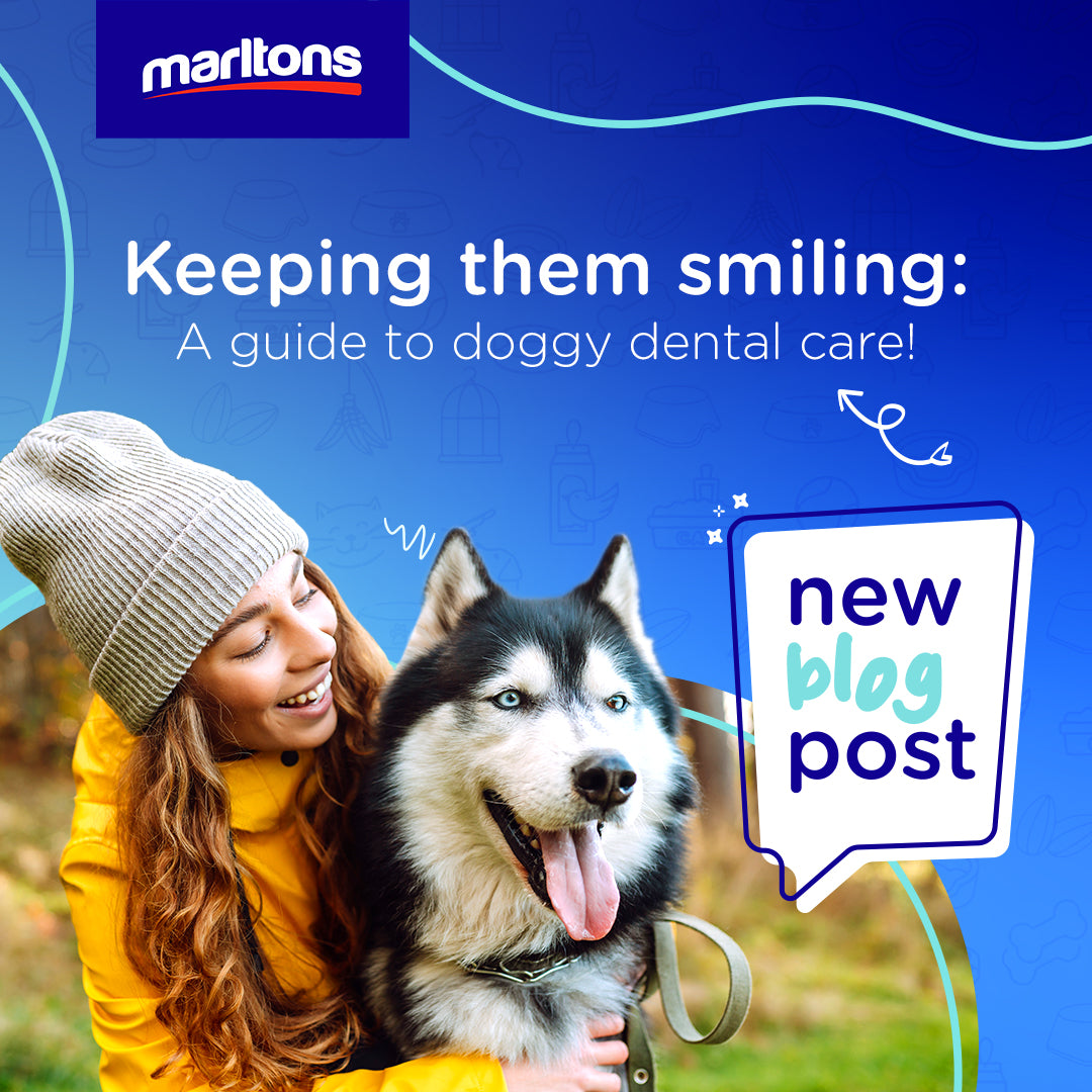 Keeping them smiling: A guide to doggy dental care