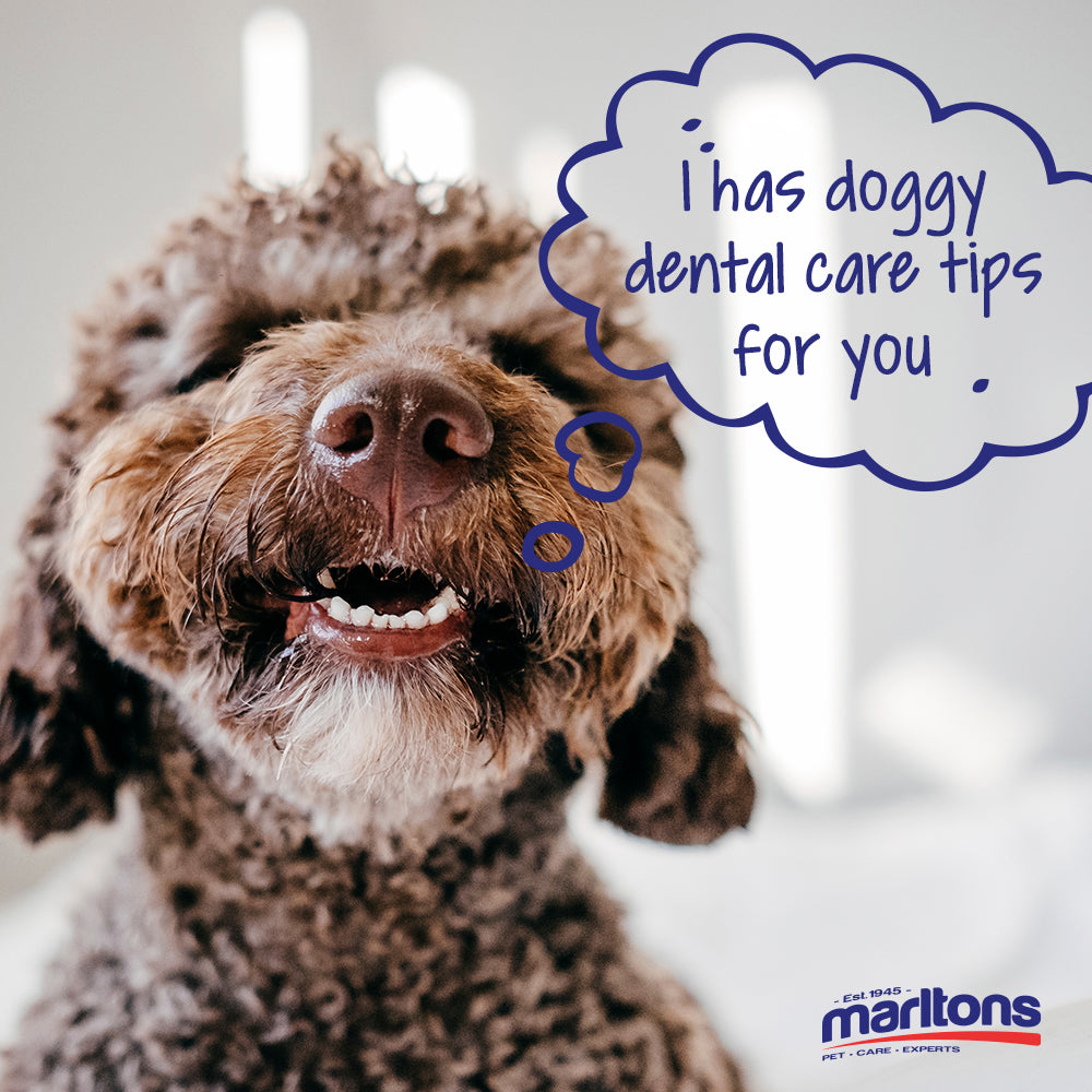 Doggy Dental Care 101