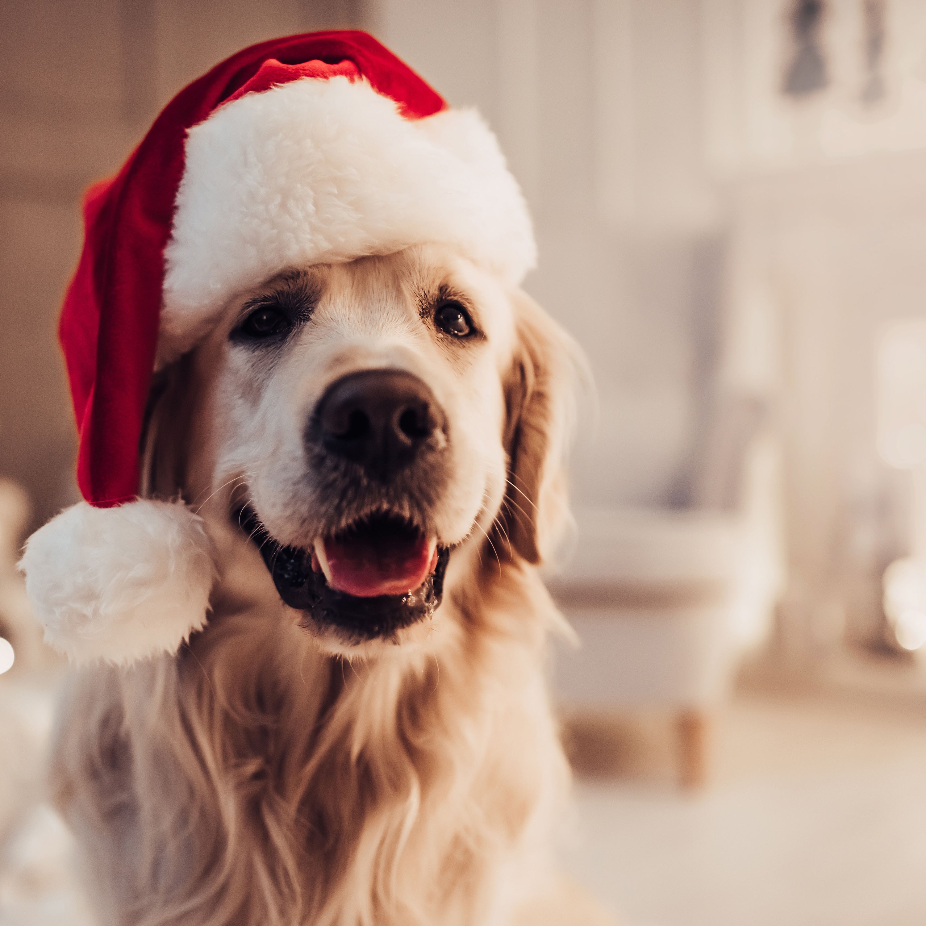 Four treats that will unleash all kinds of joy this holiday season