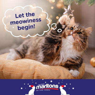 Holiday Season Pet Care Tips