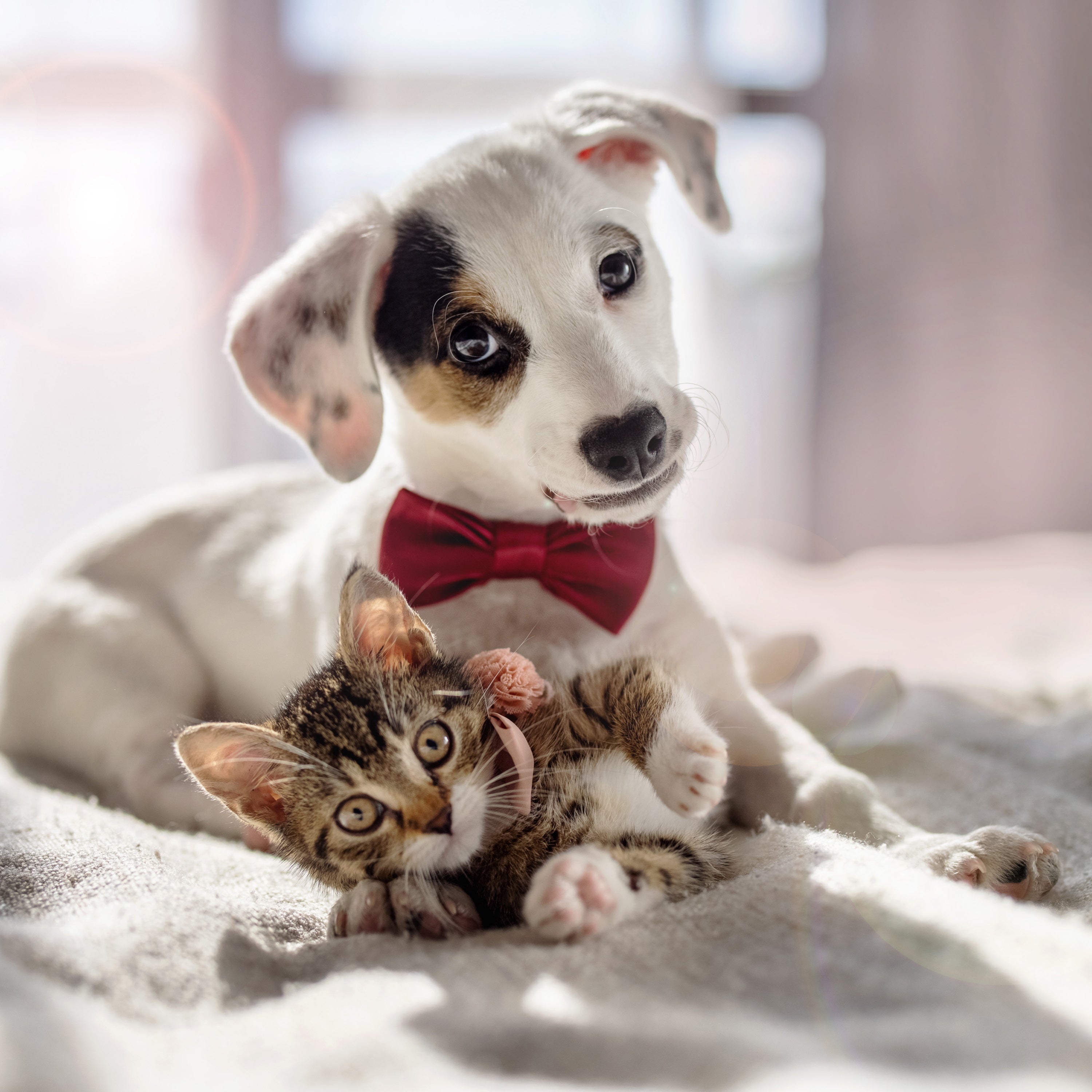 What fixes that ouchie for you can leave your pet feeling as sick as a dog