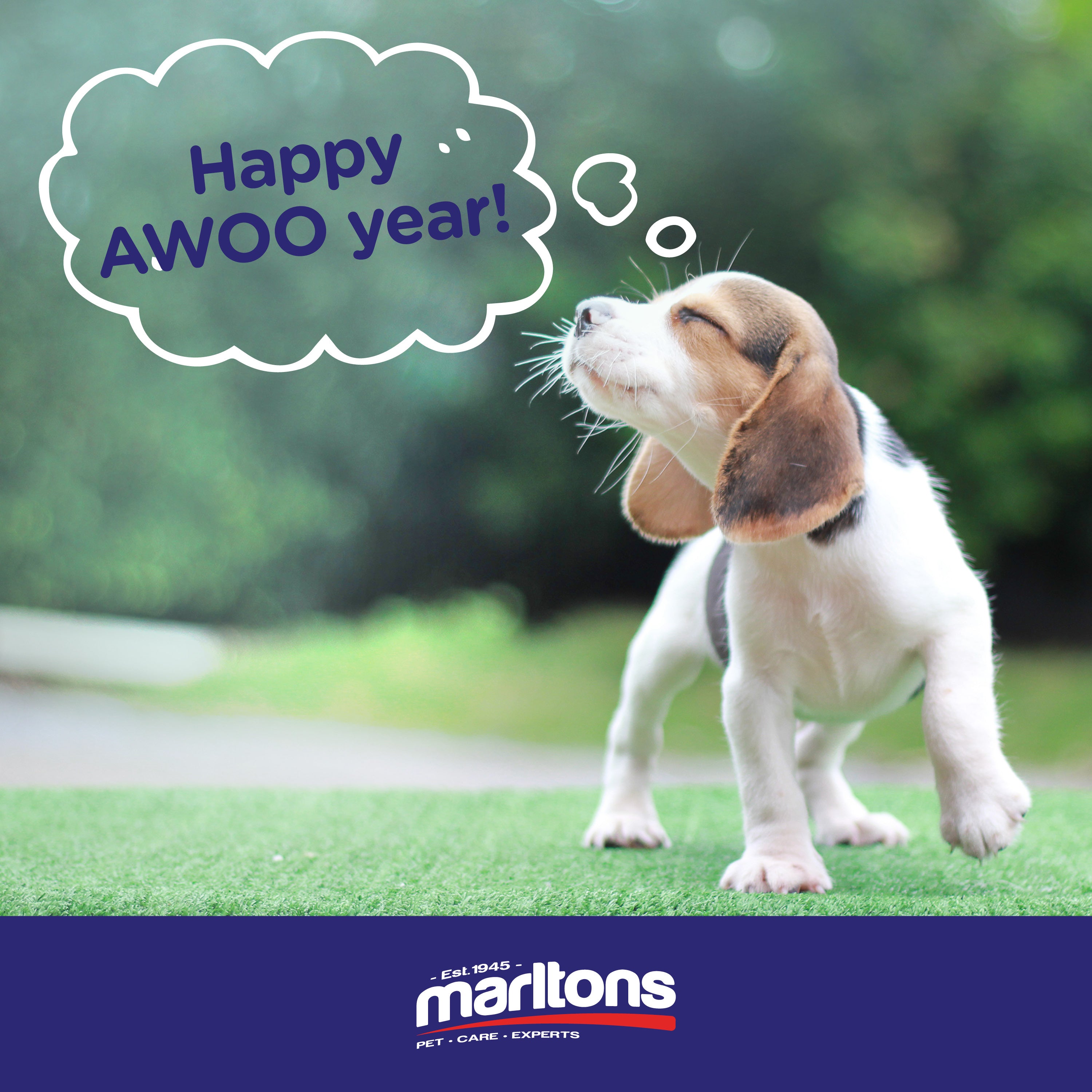 Our Top 5 Pawsome Pet Care Resolution