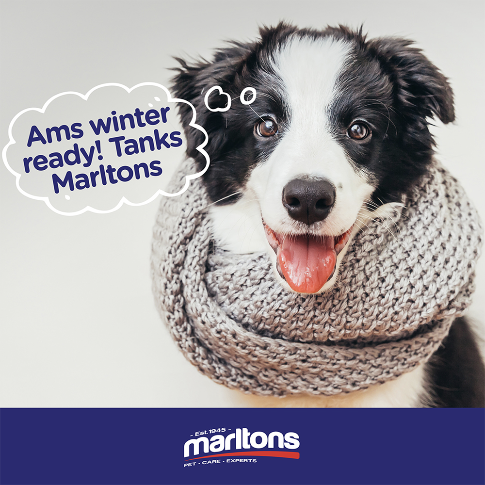 7 WINTER PET CARE FAQ’S