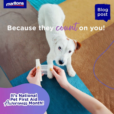 Pet First Aid Awareness Month: Be ready when it matters most