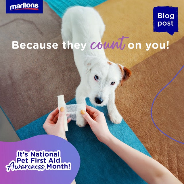 Pet First Aid Awareness Month: Be ready when it matters most