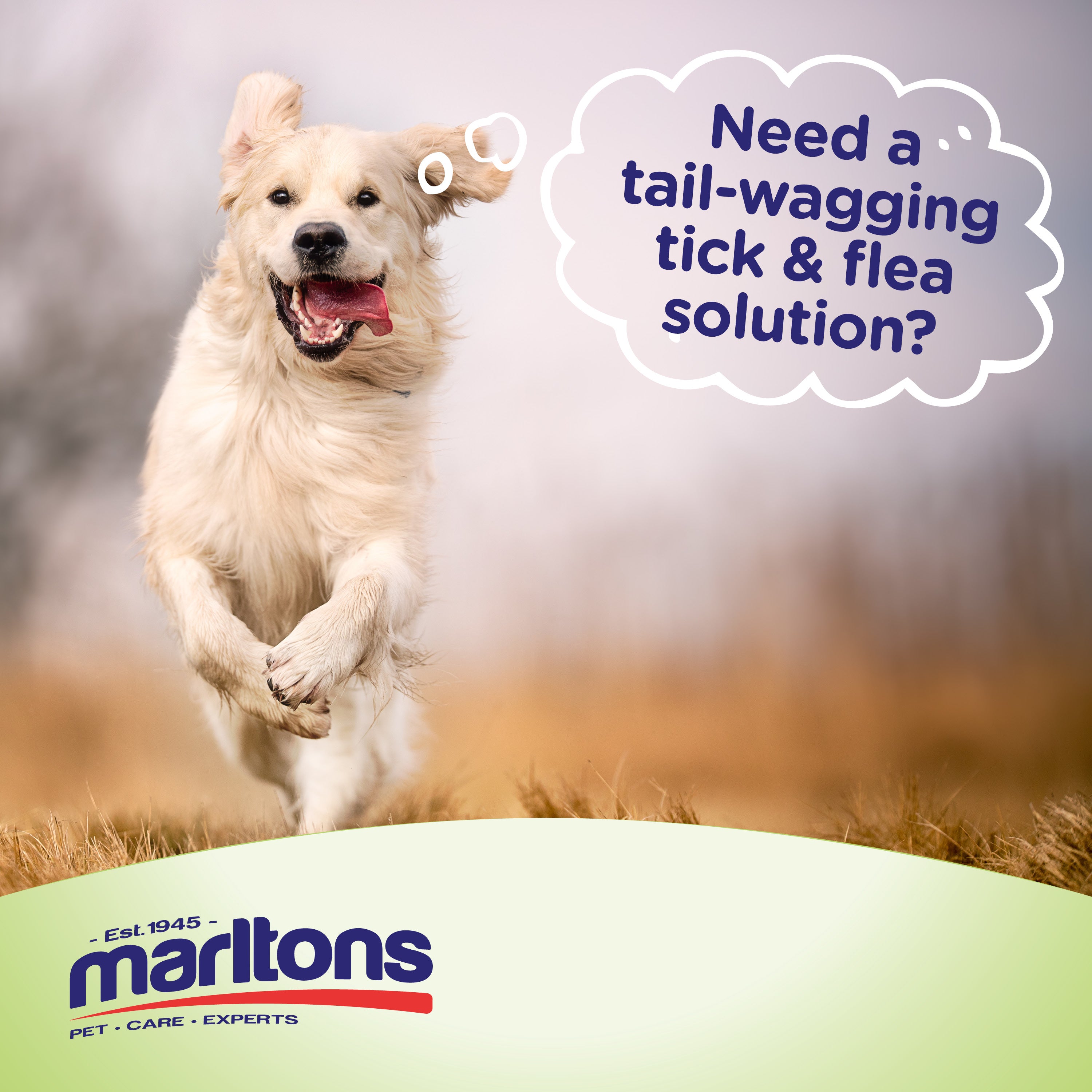 How To Control Ticks & Fleas