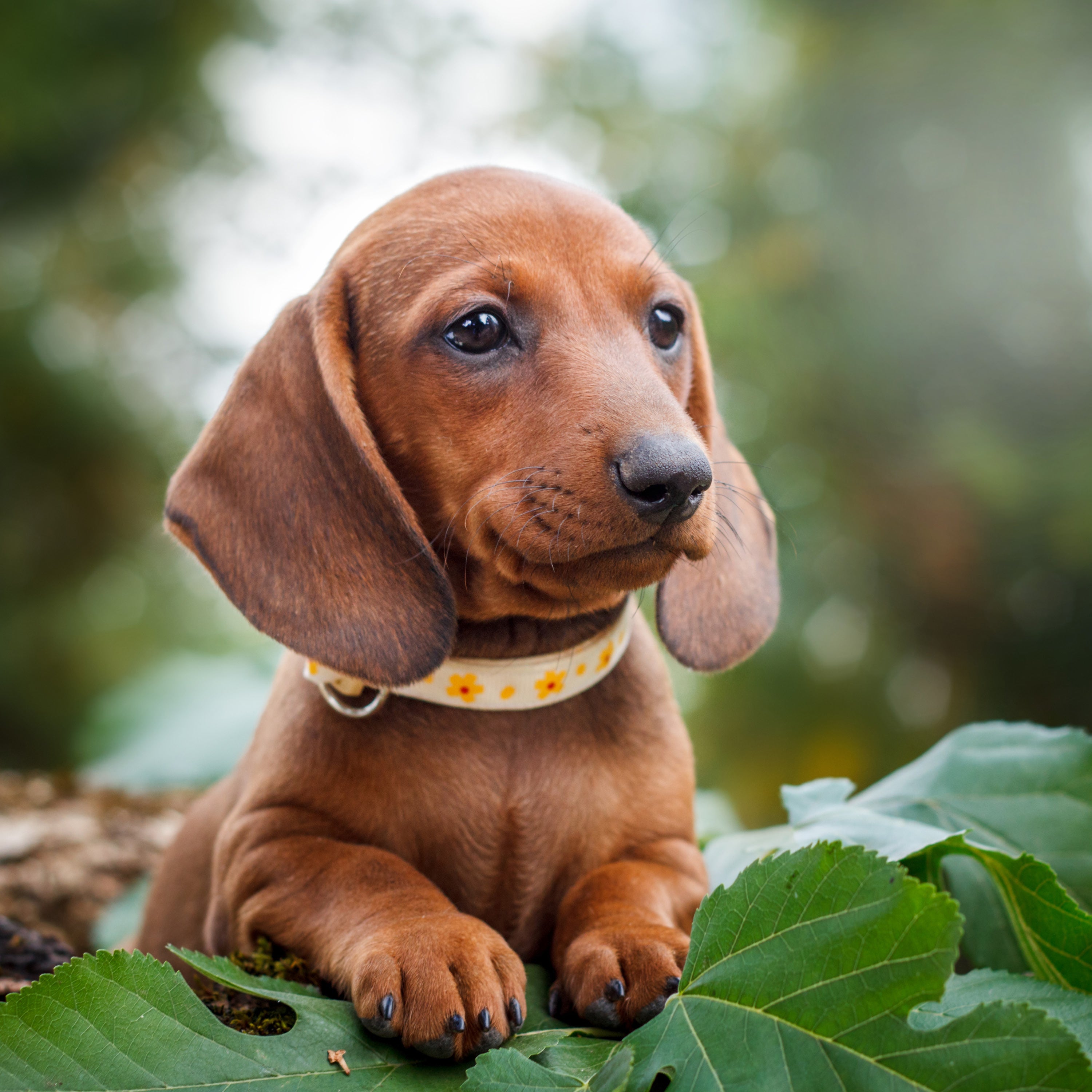 Try trading the pills for the healing power of pets