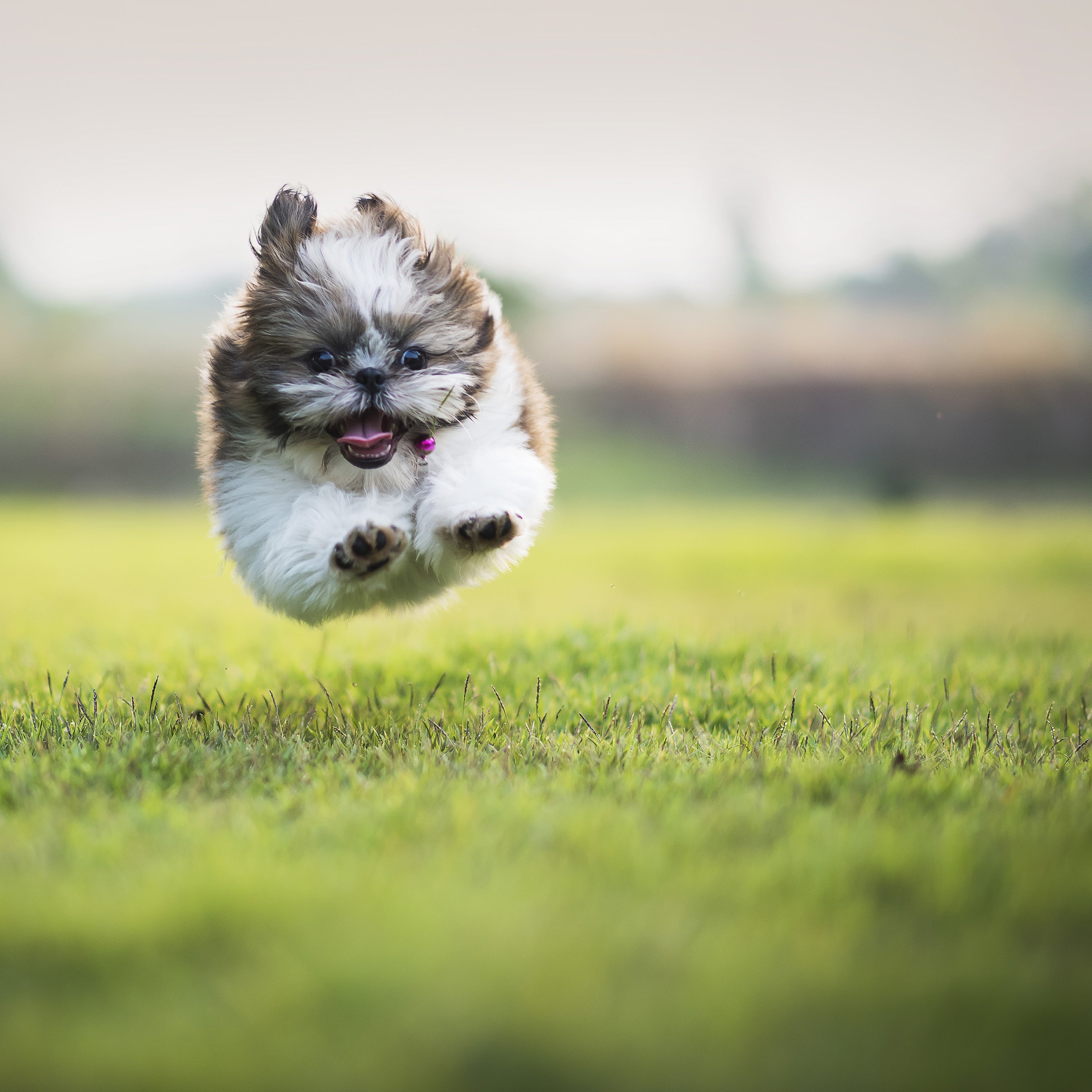 It’s time to call off the dogs when it comes to outdated dog training techniques