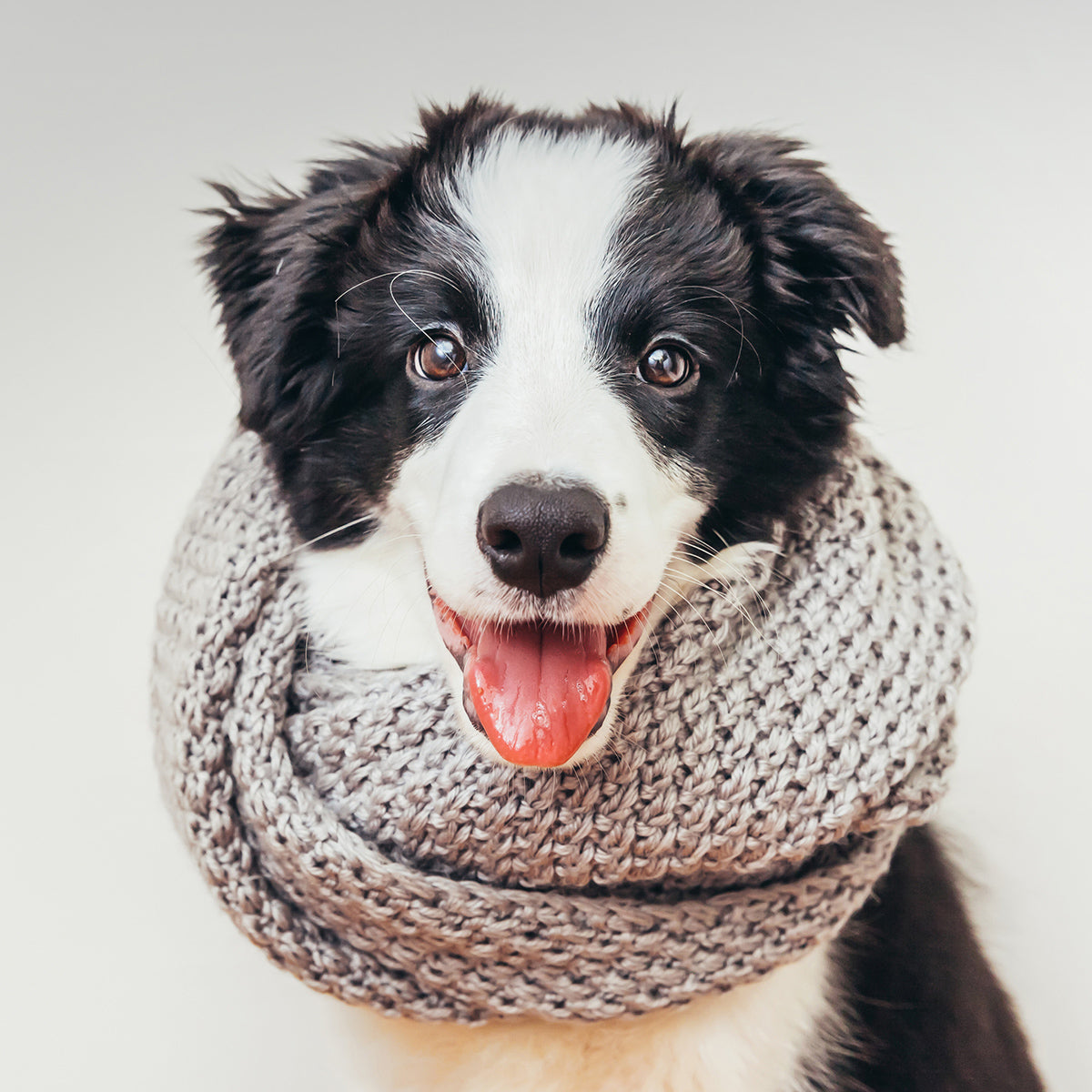 Travelling with your pet? Here are 5 things to consider before em-barking