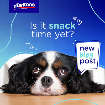 Is It Snack Time Yet? A easy guide to your Pet's Snacks & Treats