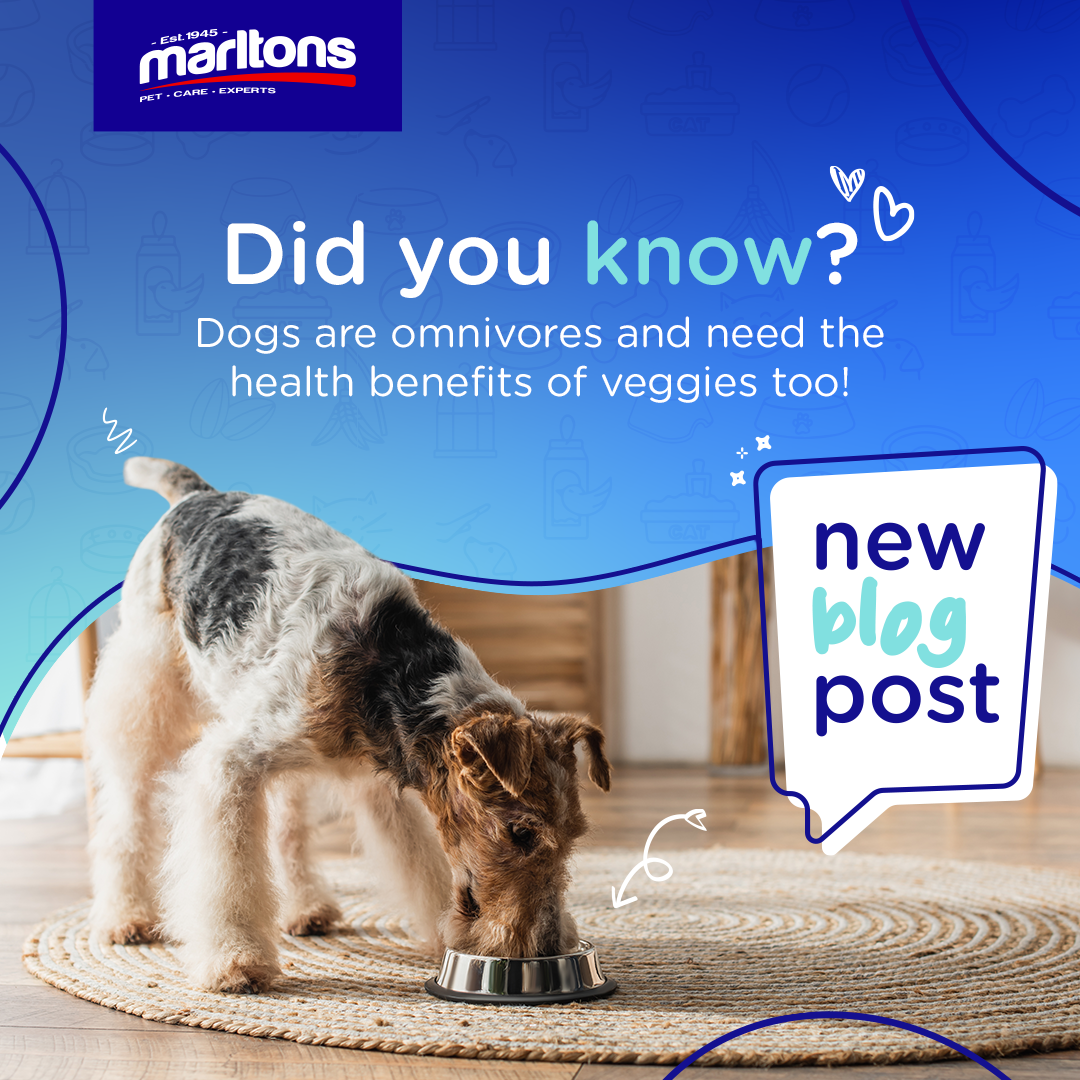 (Healthy) snacks & your dogs’ diet – explained!
