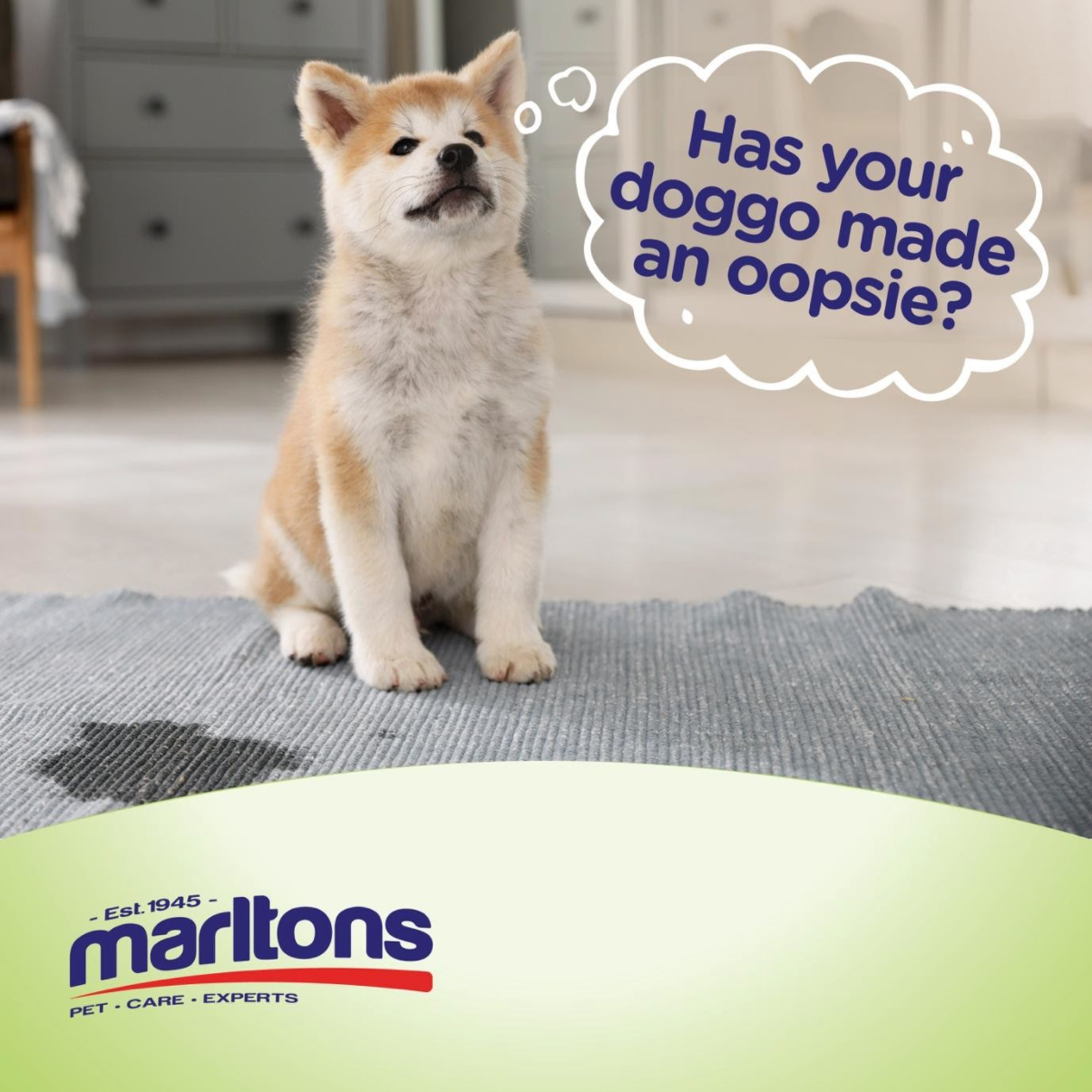 Why is my dog peeing inside? (And what to do about it)