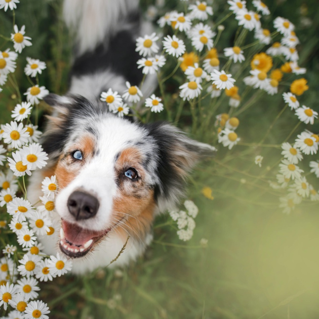 Spring Safety Tips for Pets