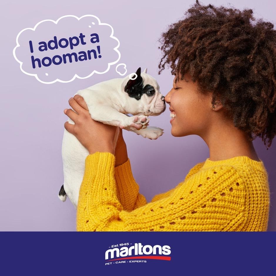 9 REASONS TO ADOPT A PET